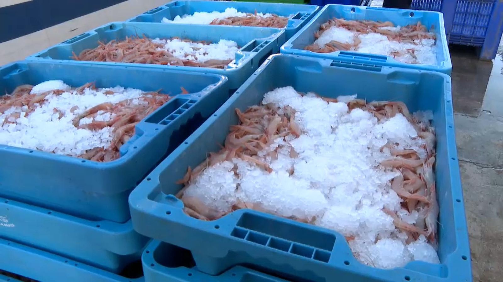 La gamba blanca de Calp