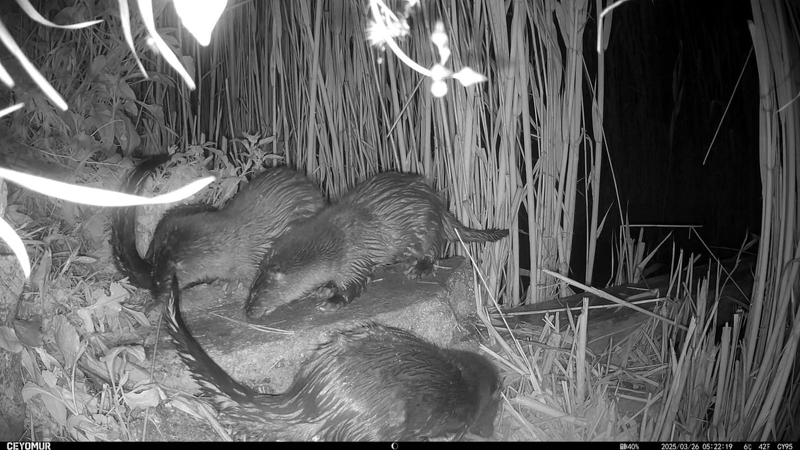 Un grup de llúdries al riu Segura