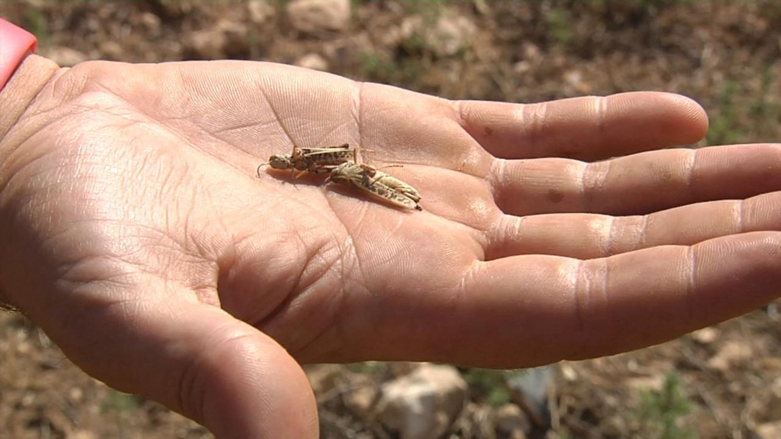 Una plaga de llagostes amenaça els cultius de raïm de Requena