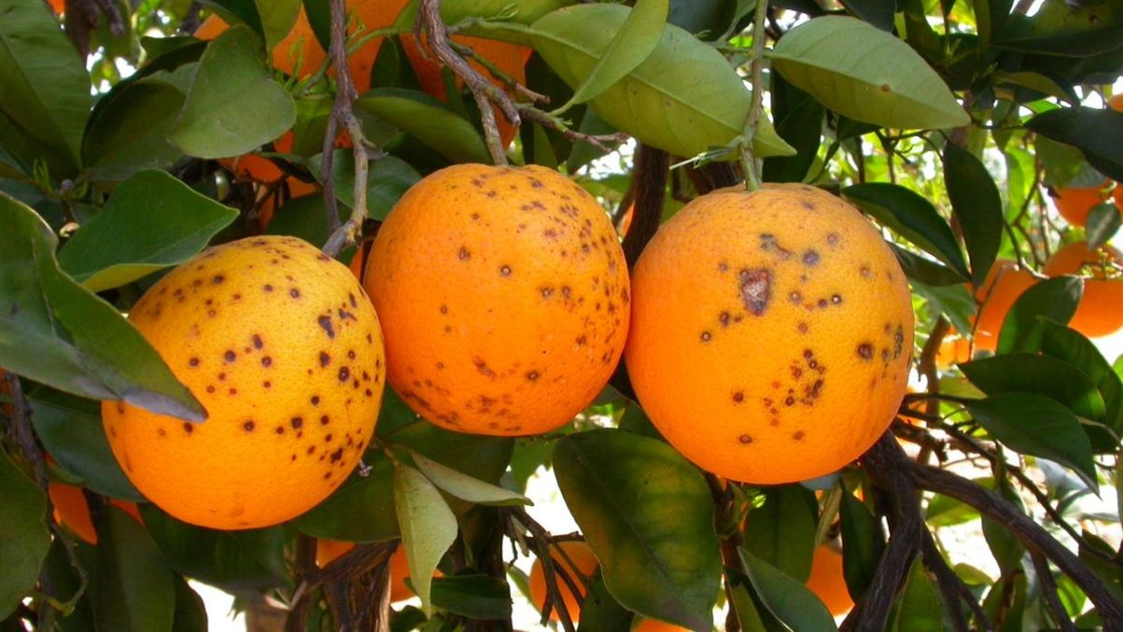 Denuncien la lentitud del Botànic en els pagaments de les ajudes a l’agricultura