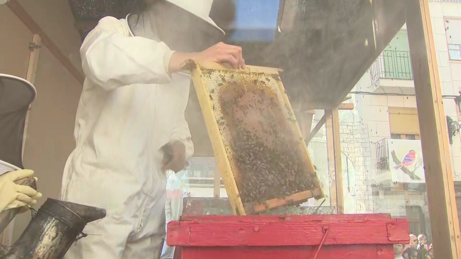 Els apicultors reclament al Consell que elimine l'acord de la pinyolada