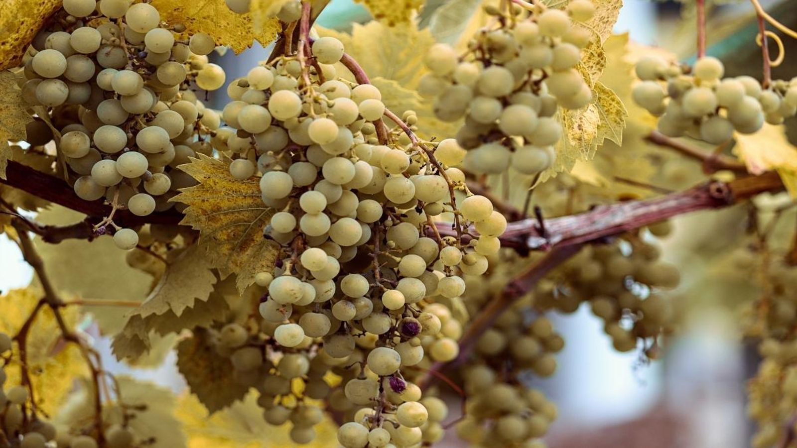 Els productors valencians volen limitar la producció de raïm de cava