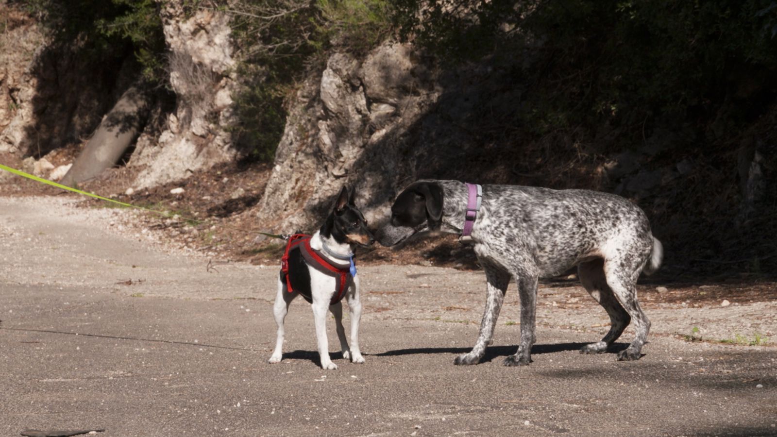 04.05.2024 | Benestar animal