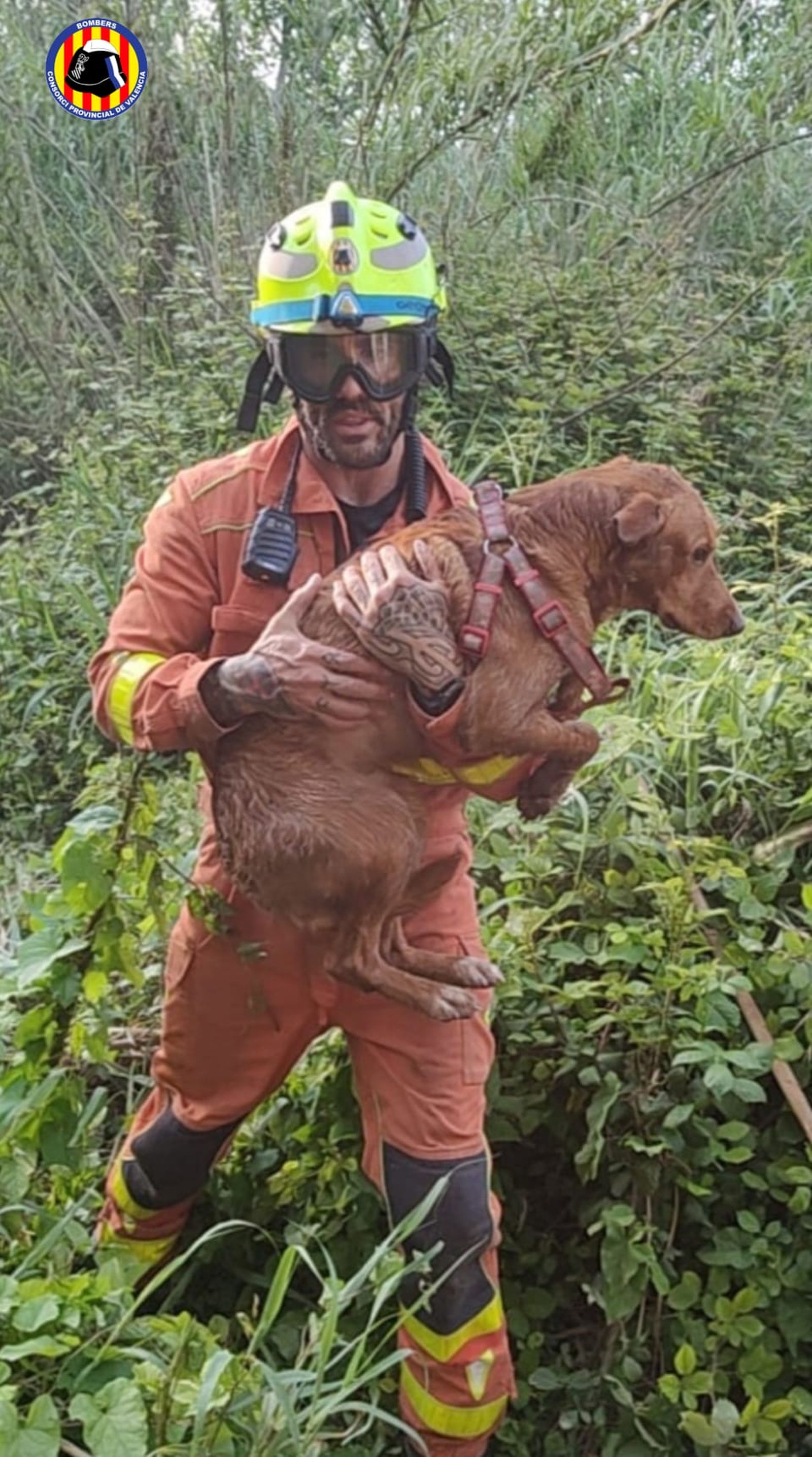 Rescat del gos a Manises