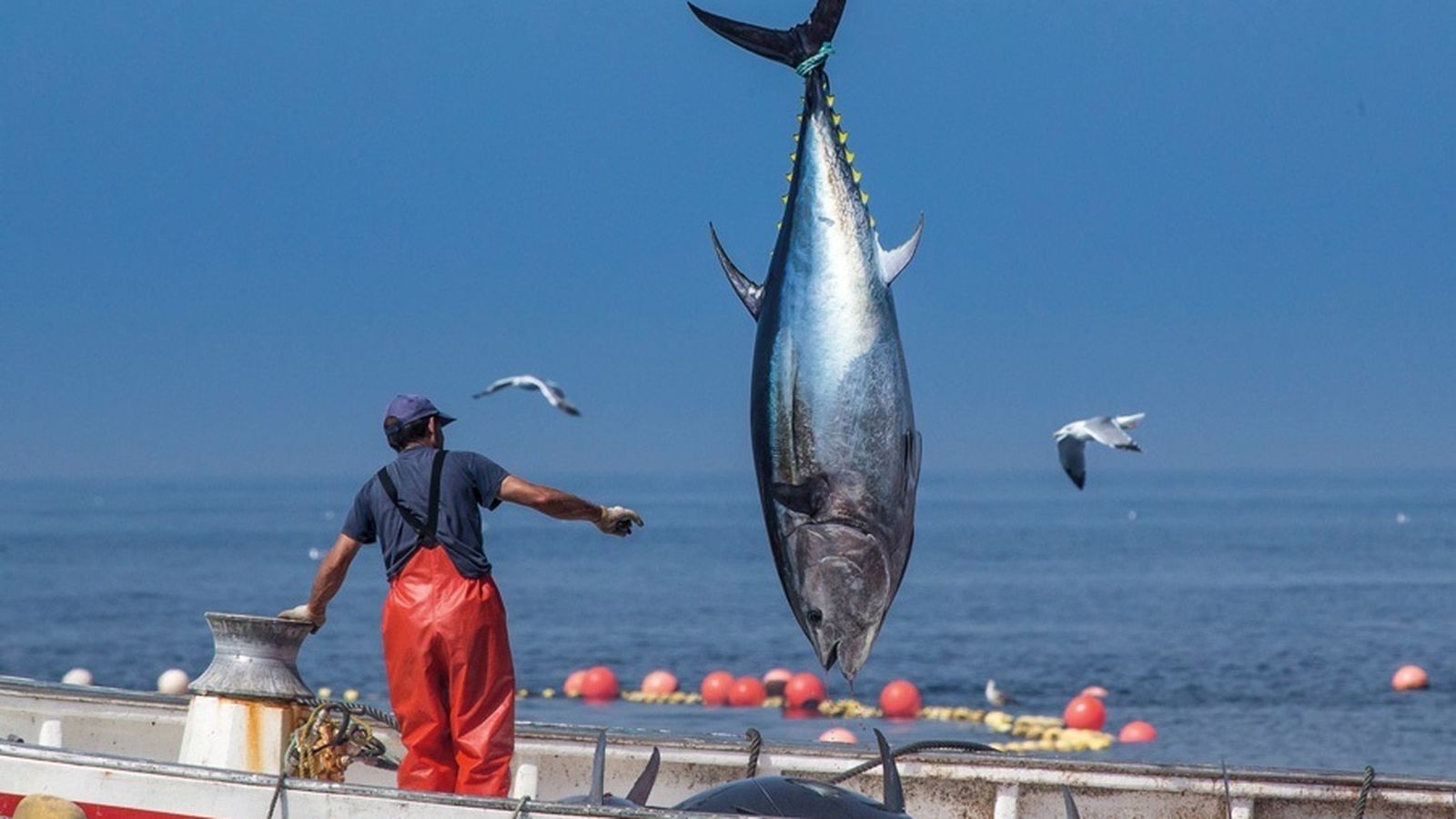 Imatge d'arxiu d'una tonyina acabada de pescar