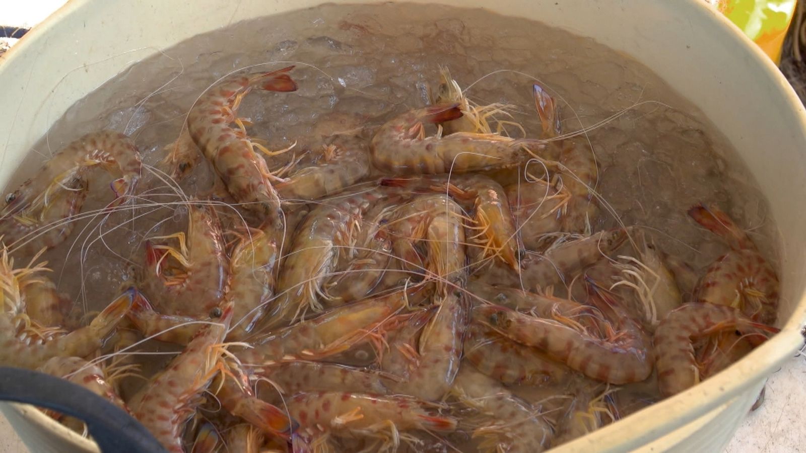 Comença la temporada del llagostí a Vinaròs