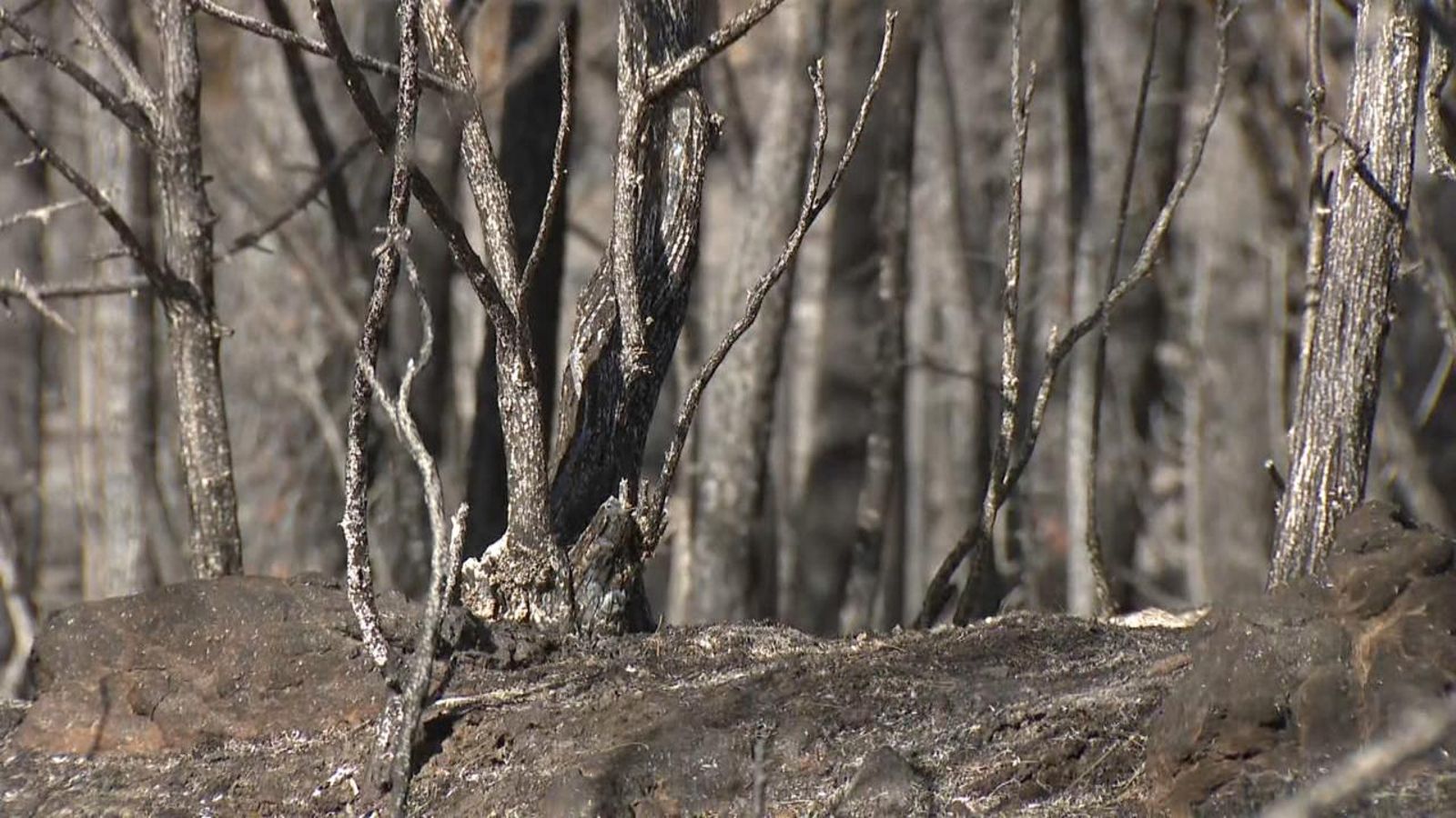 Els municipis afectats per l'incendi forestal de l'Alt Millars es reuneixen amb la Generalitat. Foto de portada: restes de l'incendi.