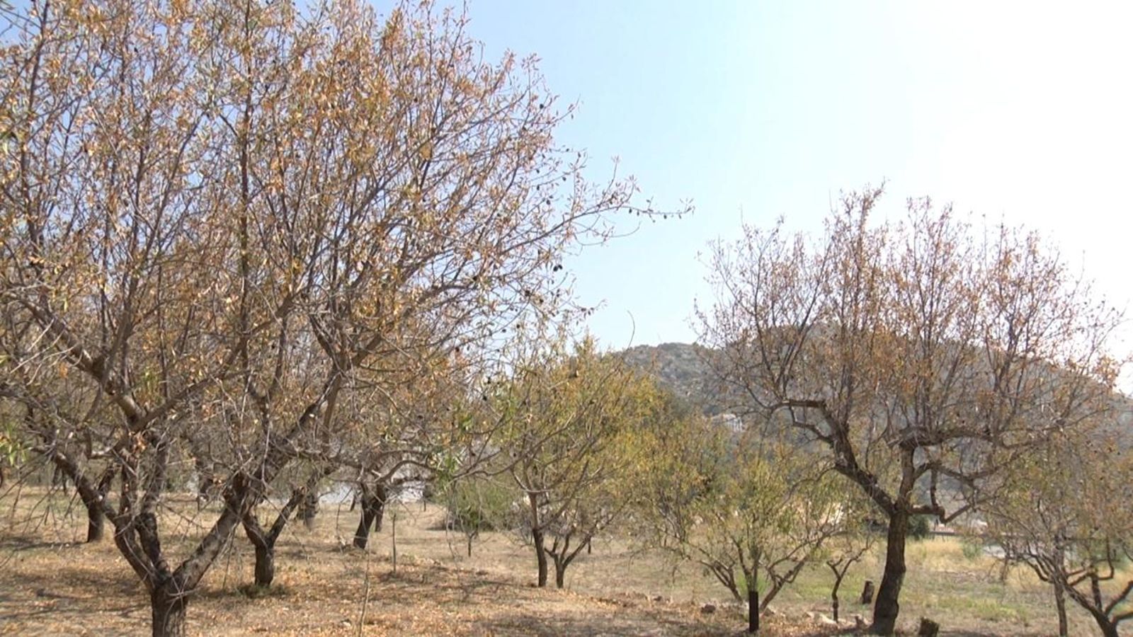 Camp d'ametlers afectat pel bacteri