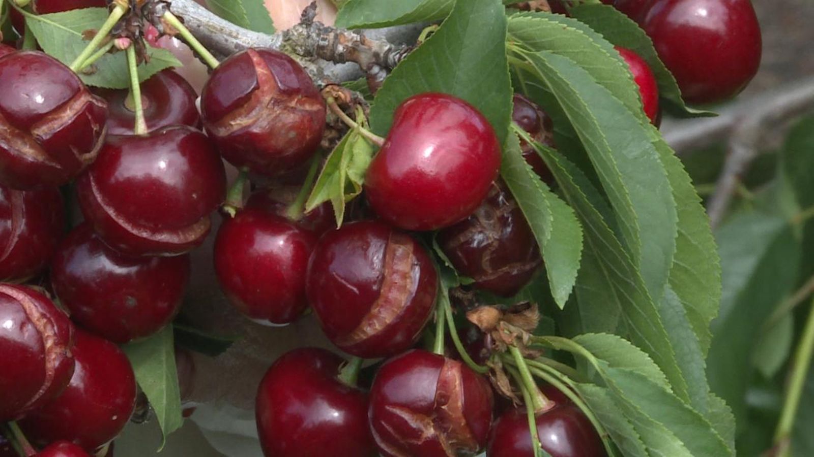 Les tronades colpegen la producció de cirera