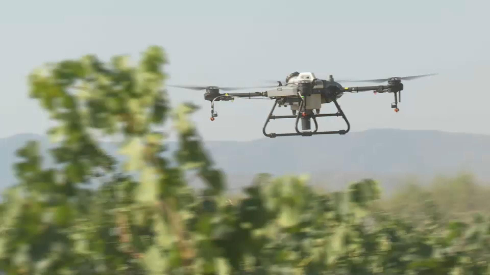 Imatge d'un dels drons que fumiguen les vinyes de raïm