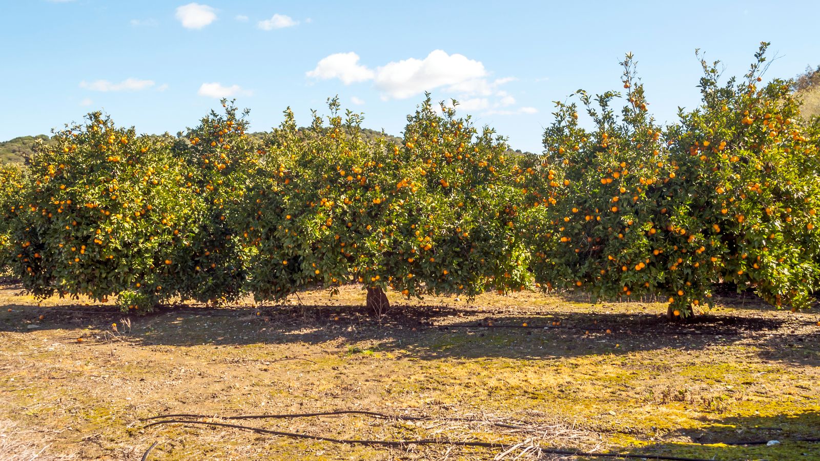Imatge d'arxiu d'un tarongerar