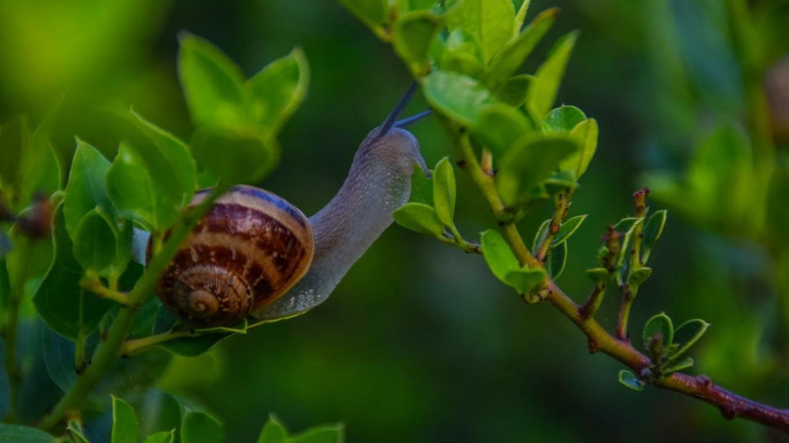 l'olleria m nieves sanchez 4