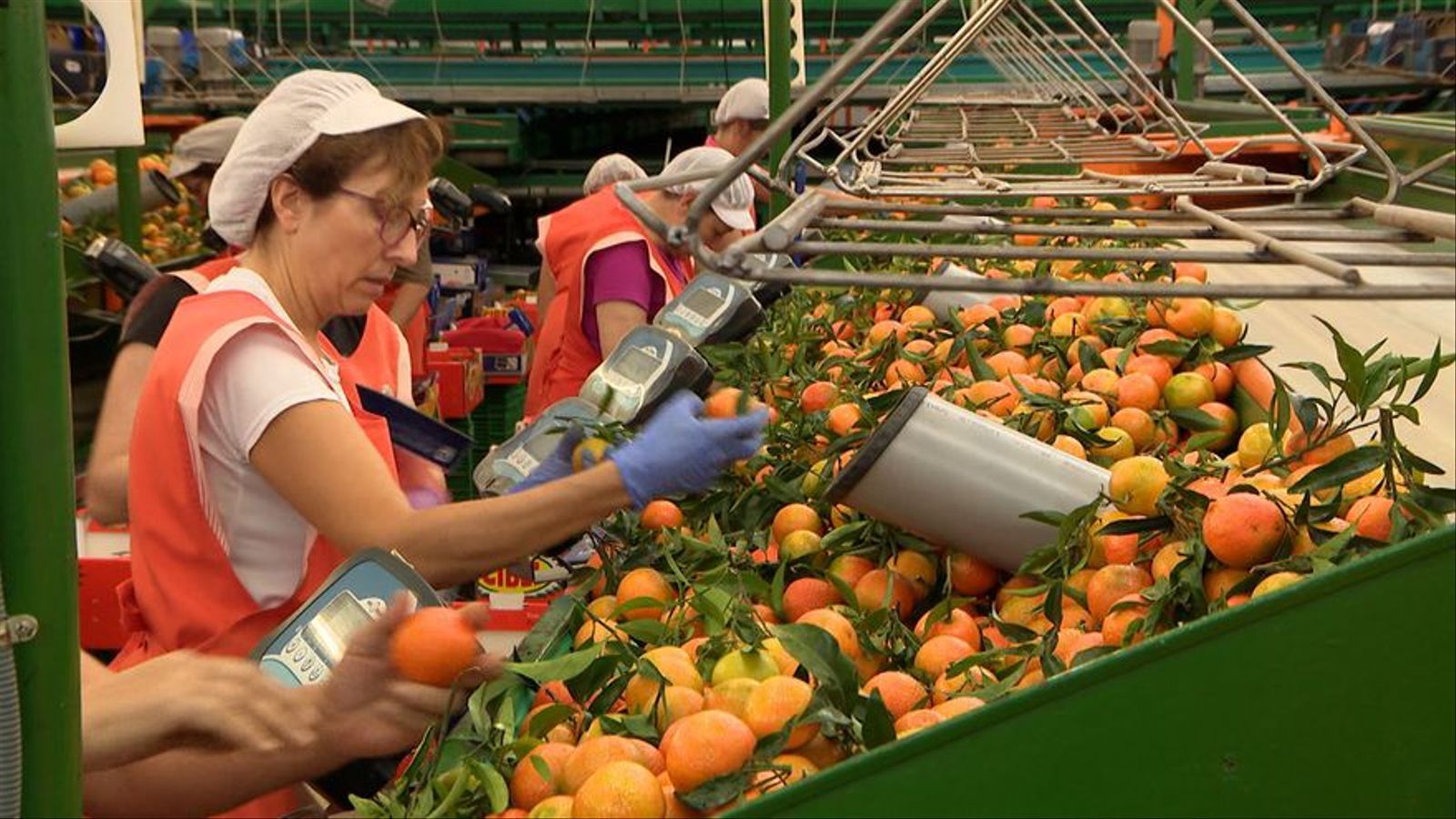 Treballadores del sector dels cítrics, en una imatge d'arxiu / À Punt NTC