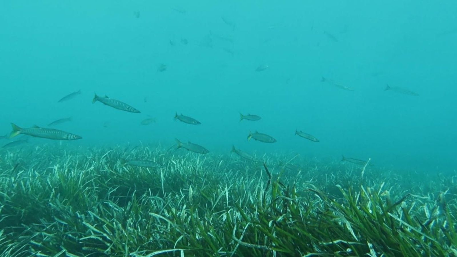 La temperatura de la Mediterrània ja és igual a la del Carib, amb conseqüències nefastes