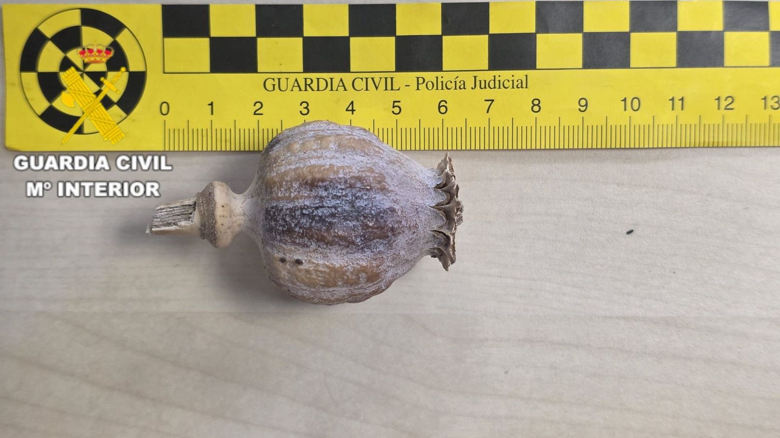 Mesura d'una de les plantes confiscades