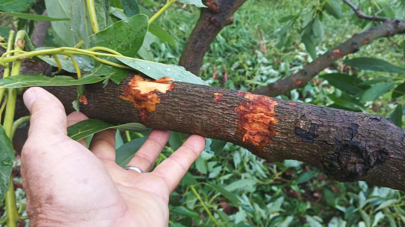 La intensitat de la pedra va ser tanta que, fins i tot, ha danyat la part llenyosa dels arbres
