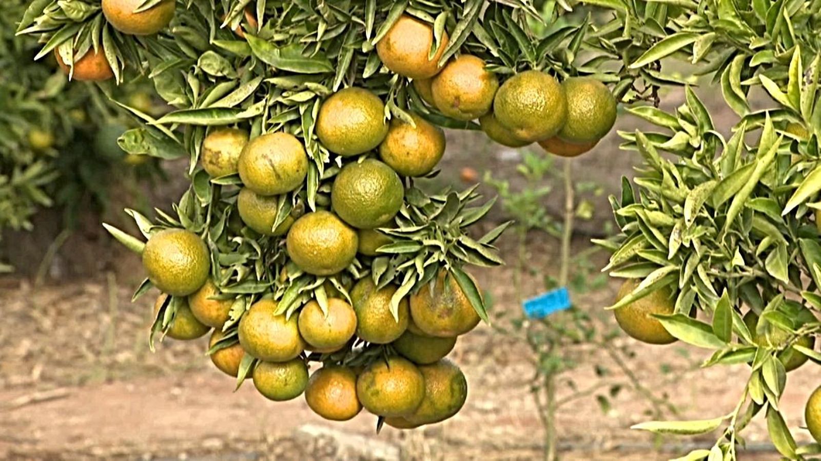 L'objectiu d'aquesta petició és evitar perjudicar als productors comunitaris.