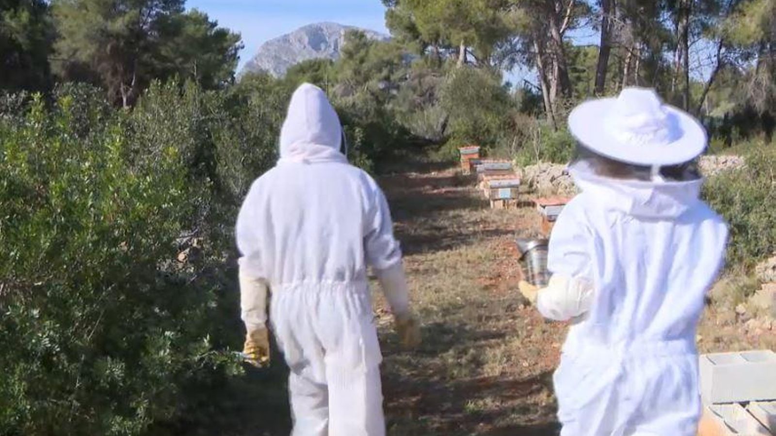 El parc natural del Montgó, un bon lloc per a les abelles i la producció de mel