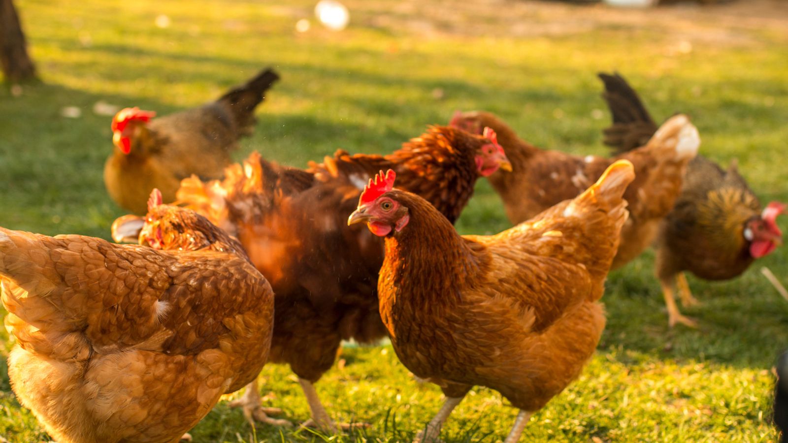 Gallines en una granja ecològica