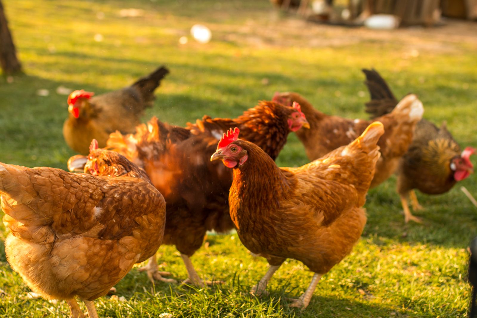 Gallines en una granja ecològica