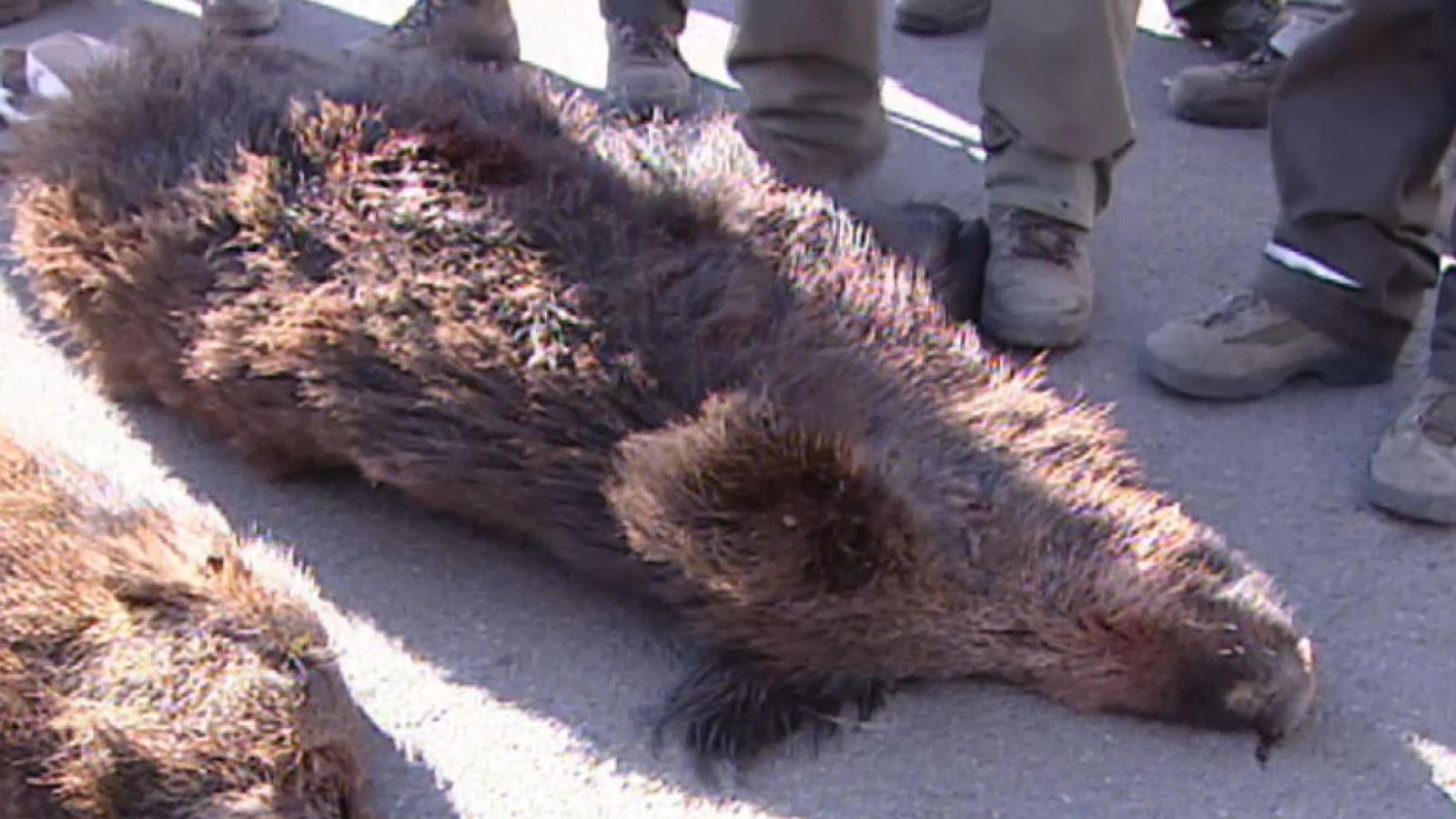 Els caçadors denuncien estar saturats amb els porcs senglars i reclamen al Consell més mesures sanitàries i econòmiques