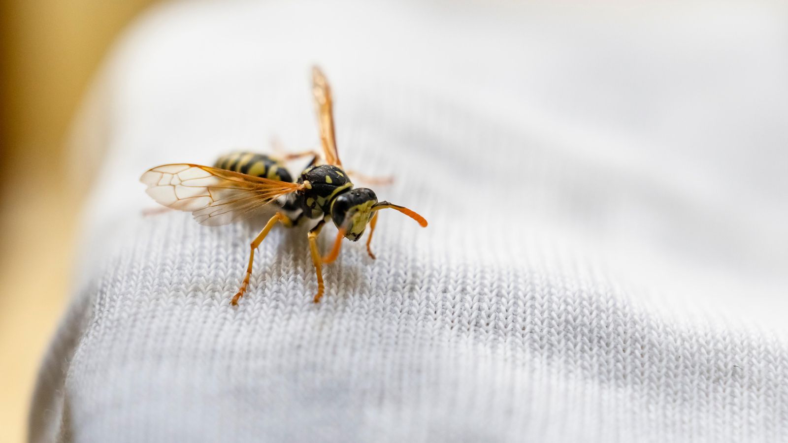 Al voltant del 3% de la població és al·lèrgic al verí de les abelles o vespes