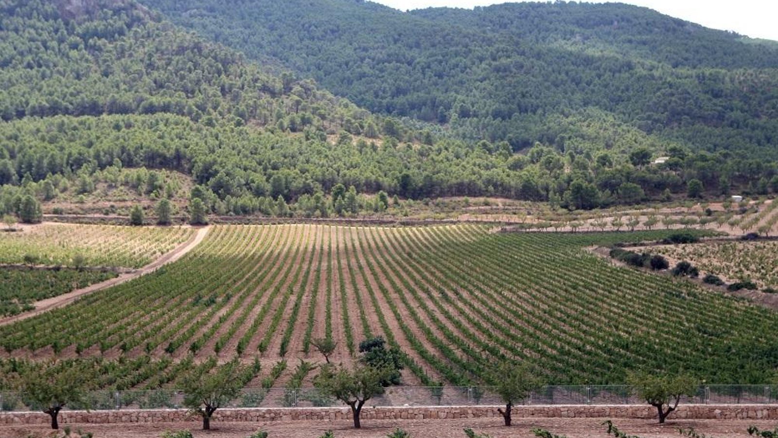 Vinyes en una imatge d'arxiu