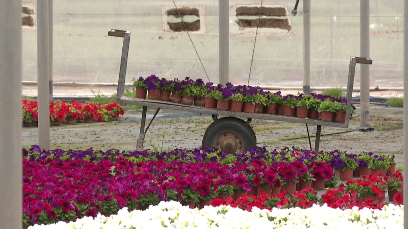 La Generalitat demana a Planas mesures urgents per a la floricultura