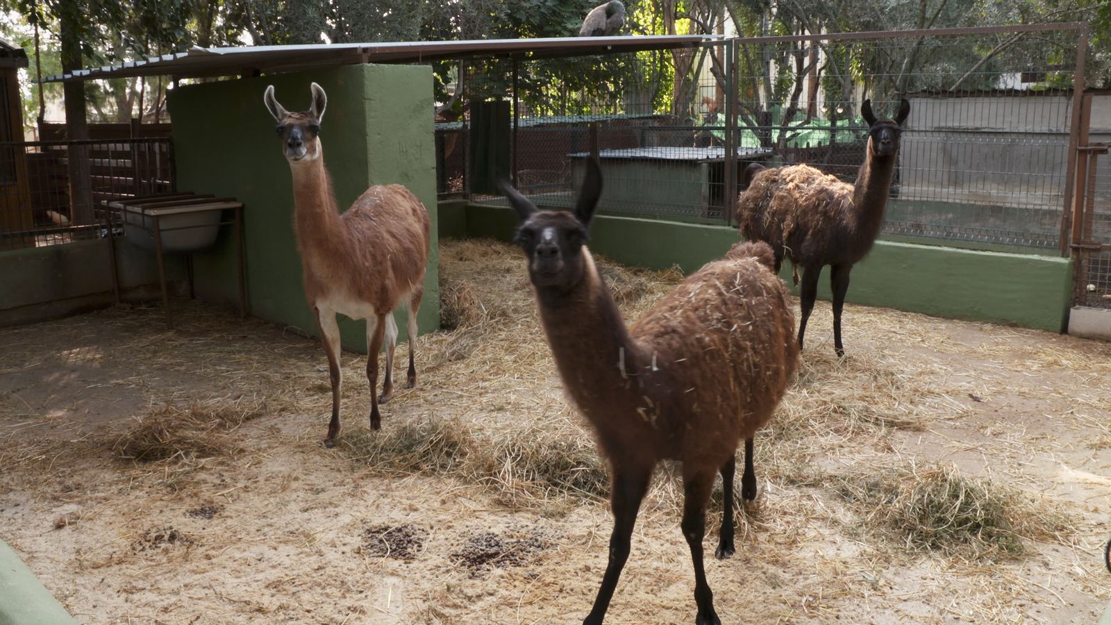 Animalades | D'ací i d'allà