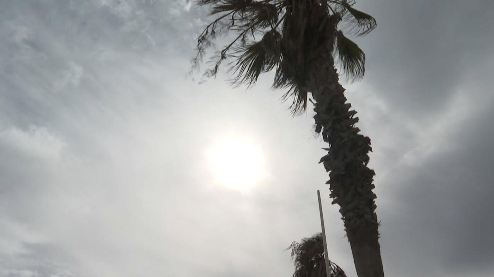 Una palmera es doblega a causa de la força del vent