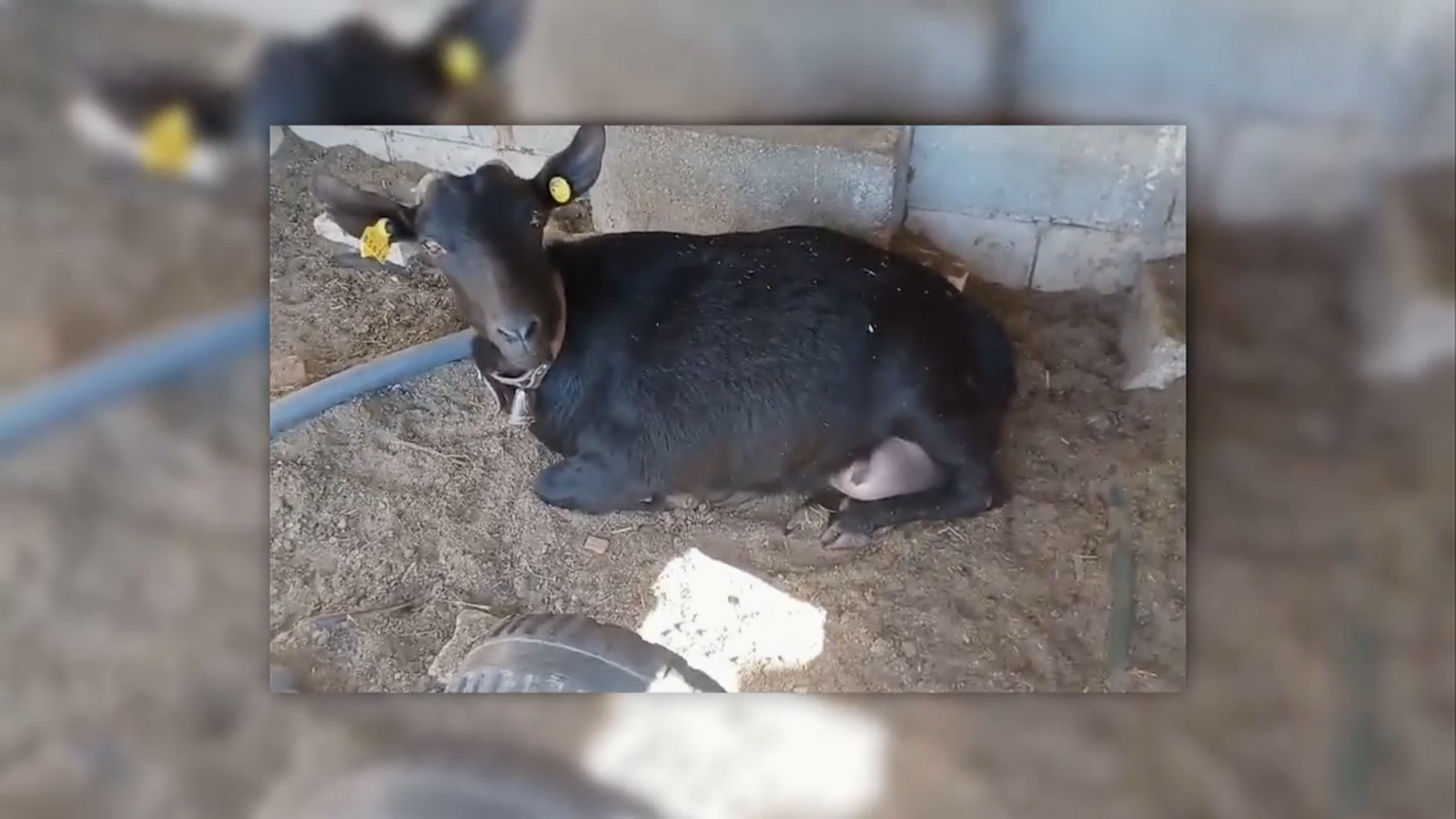 De mar i bancal | Alegria pels nouvinguts