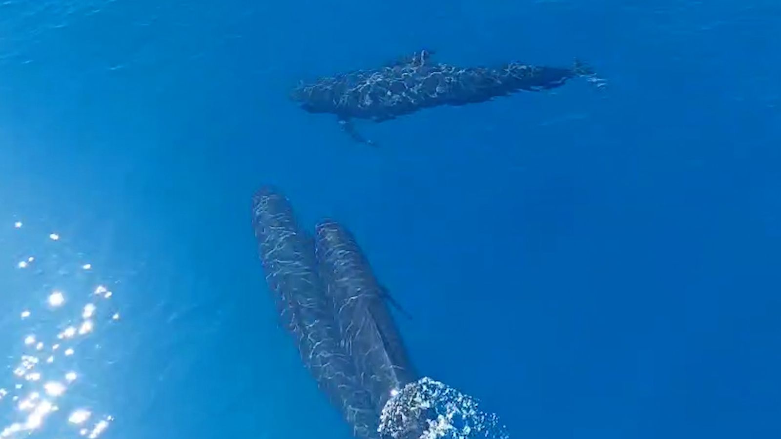 Dofins a 29 milles de Castelló de la Plana