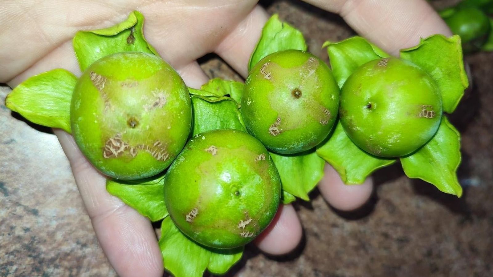 Caquis fets malbé pel nou strips sud-africà