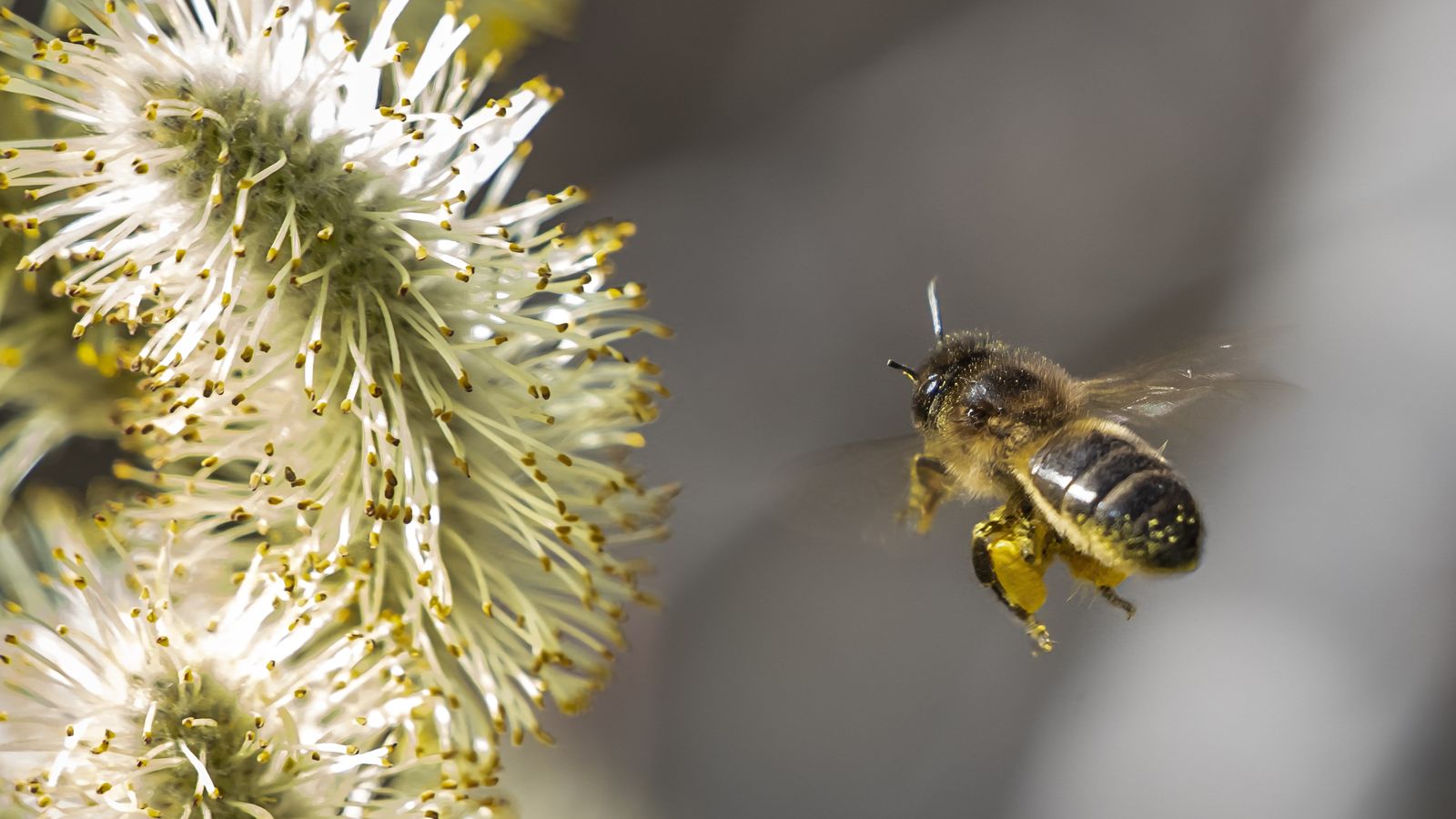 BOCAIRENT, LA VALL D'ALBAIDA