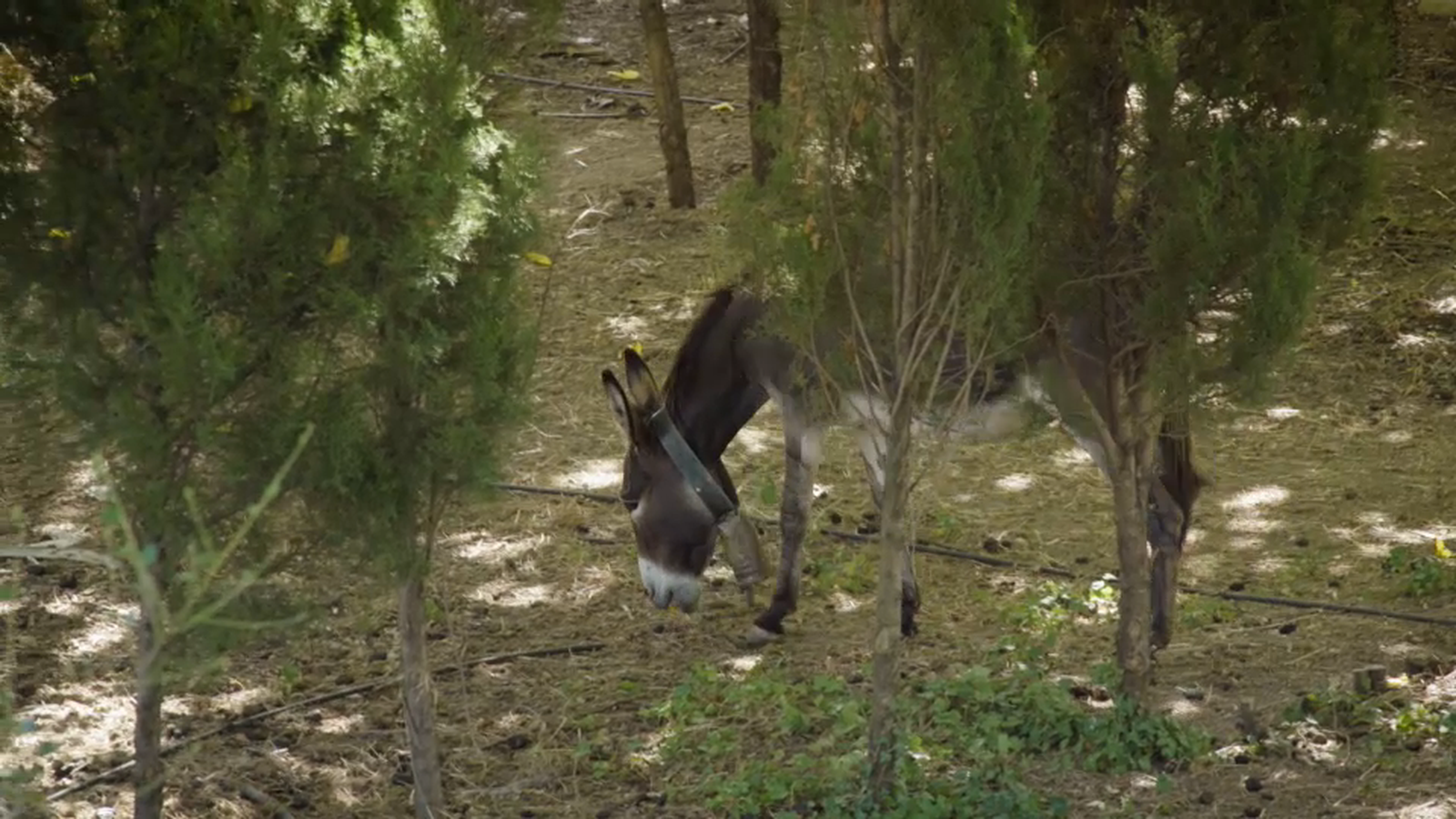 Imatge del burret Evaristo