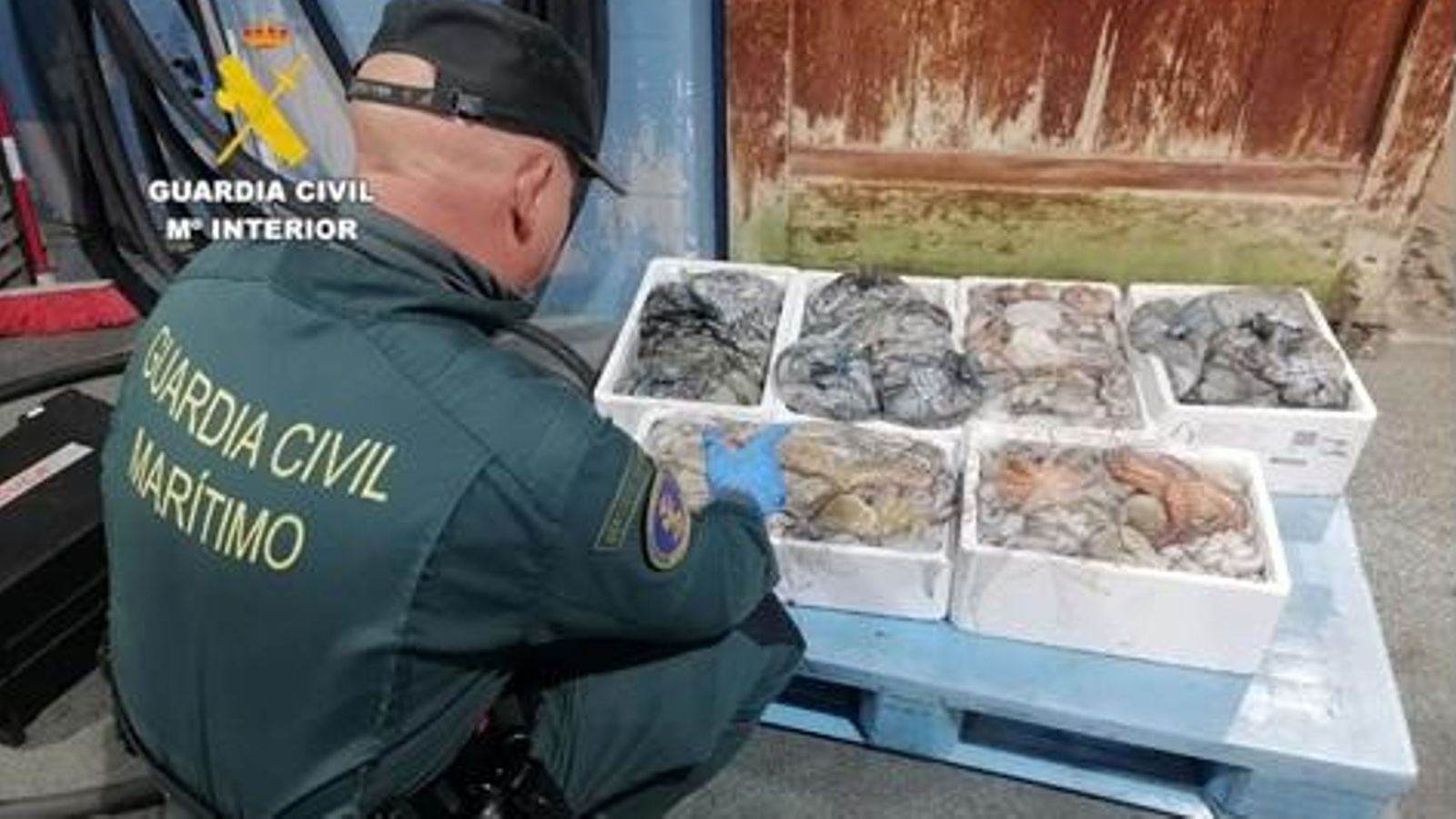 Un agent de la Guàrdia Civil davant el polp incautat al port de Borriana