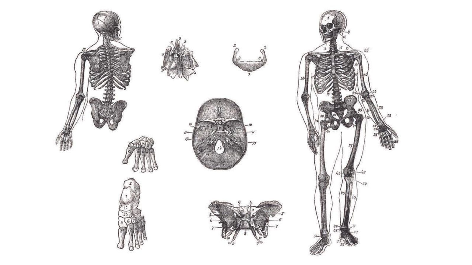 L'home elefant i el cos