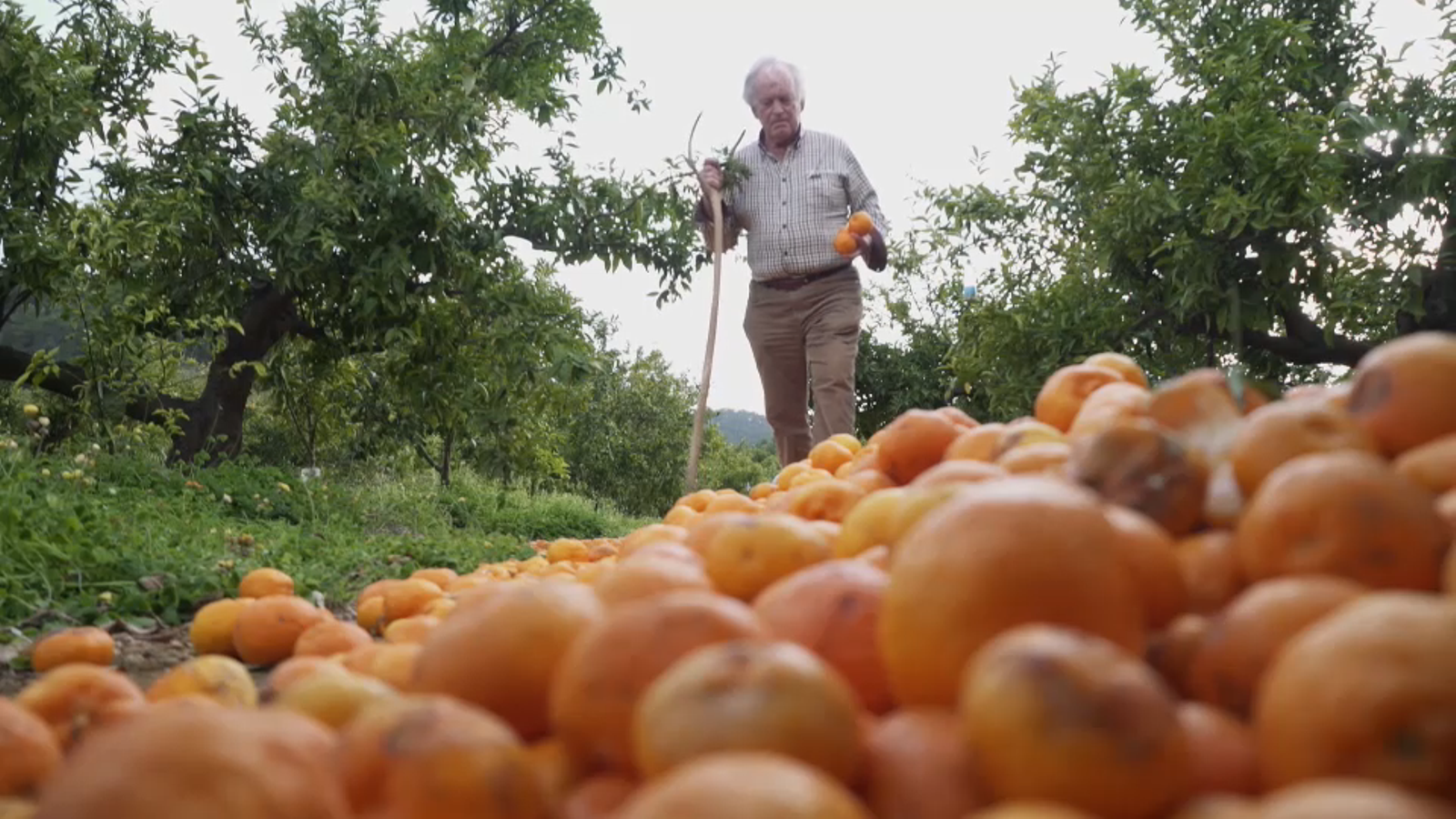 'Zoom' aborda els preus dels cítrics valencians