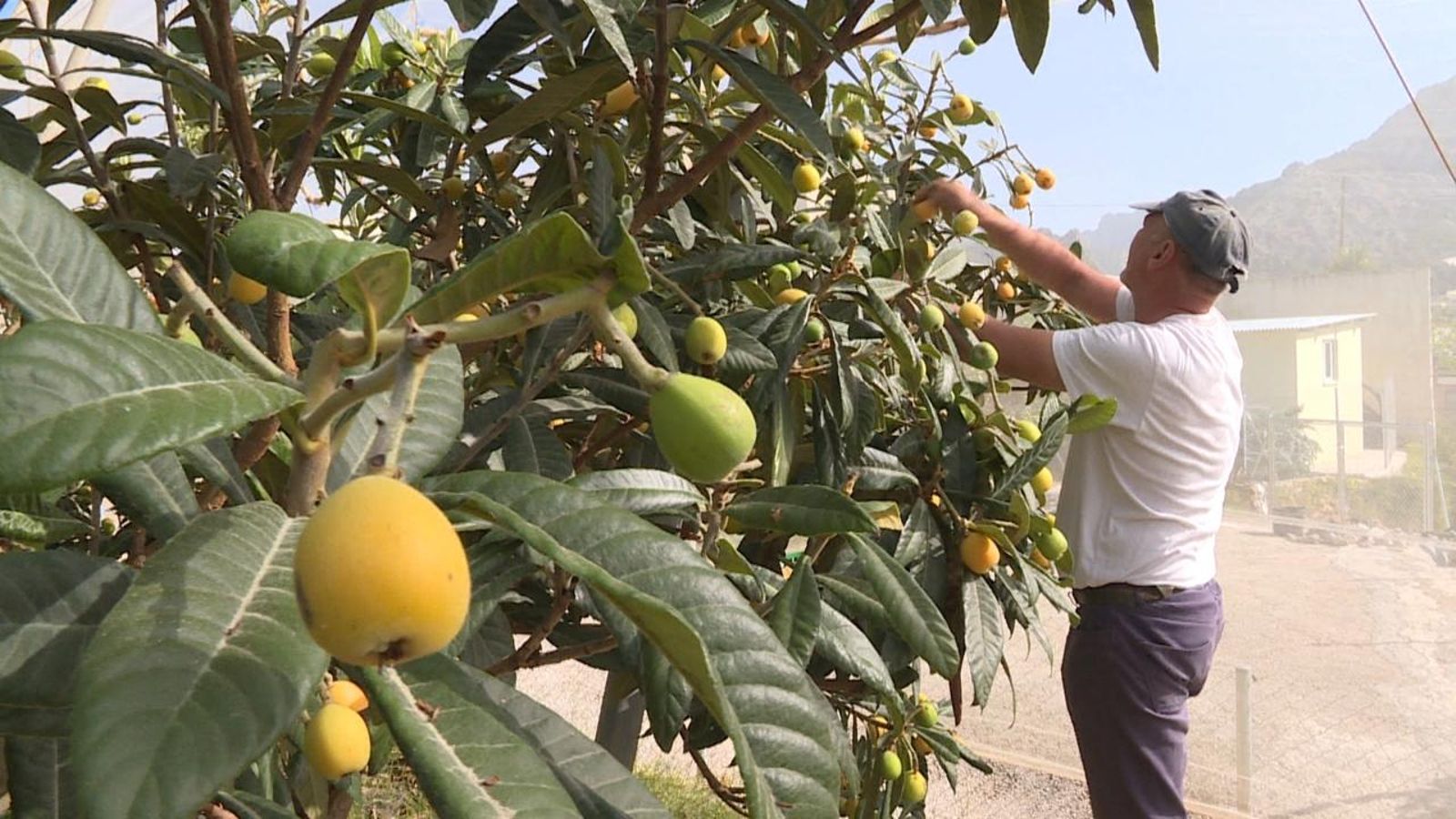 La campanya del nispro s'ha avançat per la calor. Foto de portada: un llaurador arreplega un fruit