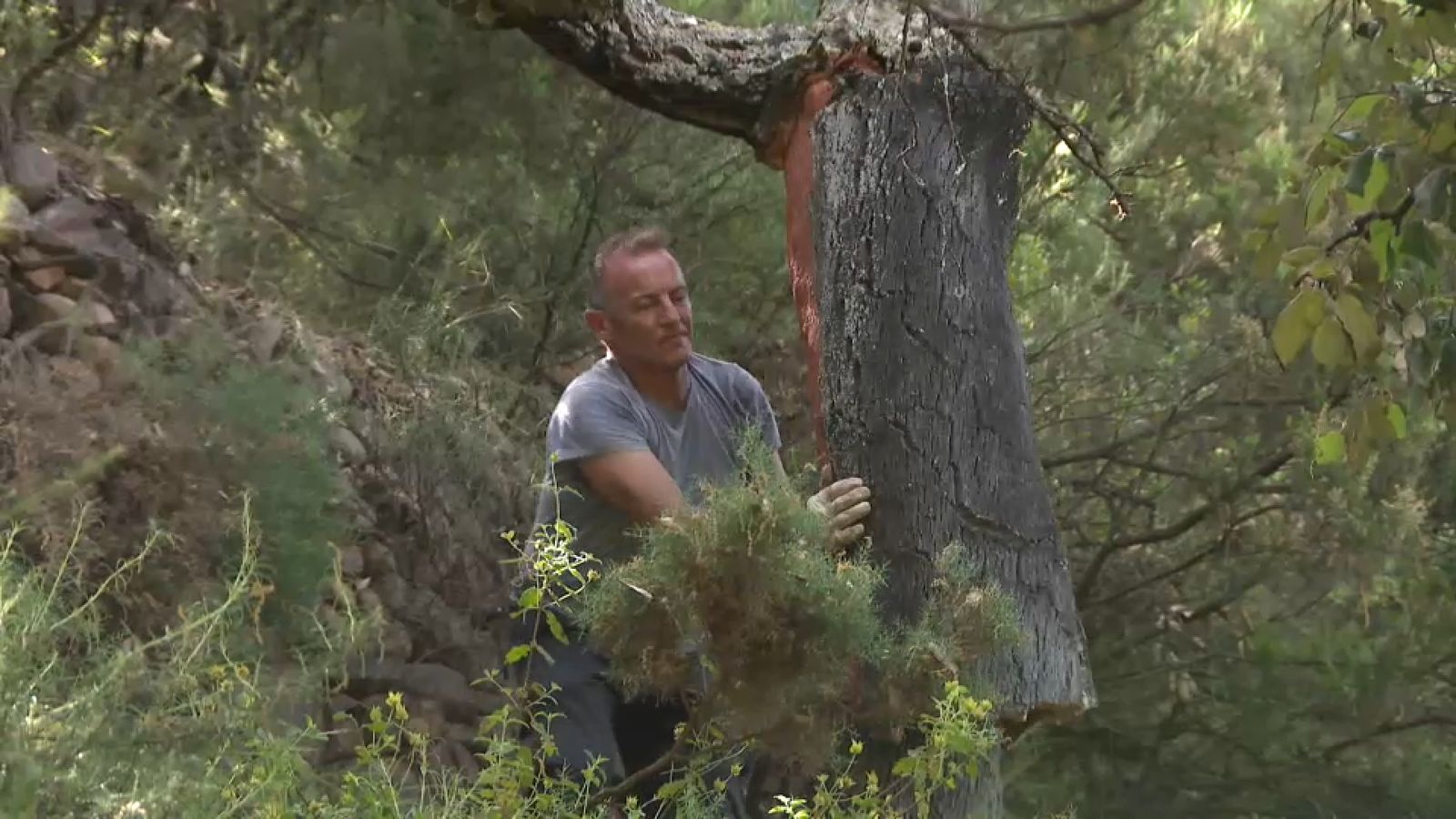 L'incendi de la Vall d'Uixó ha afectat diverses empreses que tenen en les sureres el seu negoci