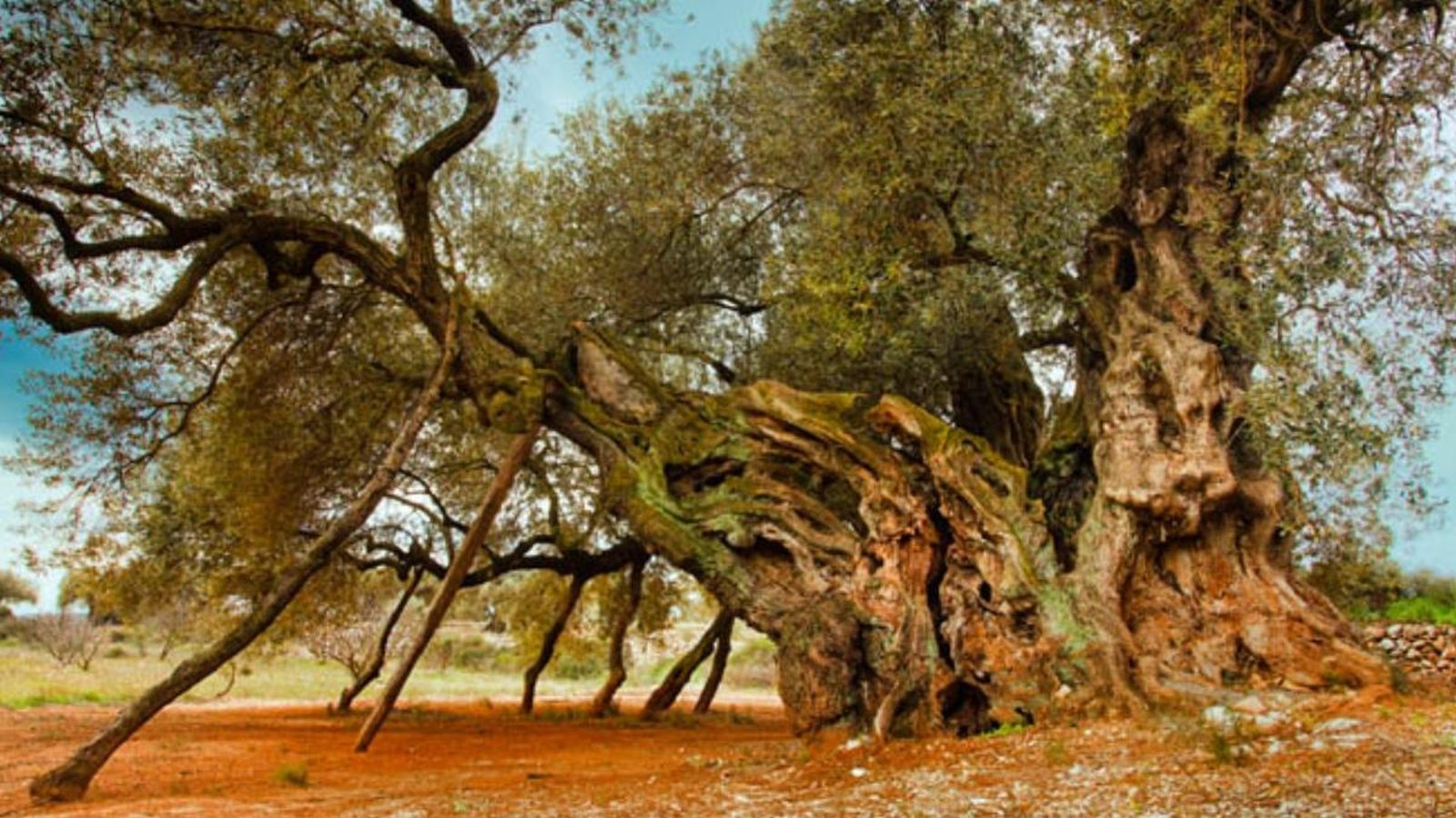 Imatge d’arxiu d’una olivera mil·lenària a la Jana