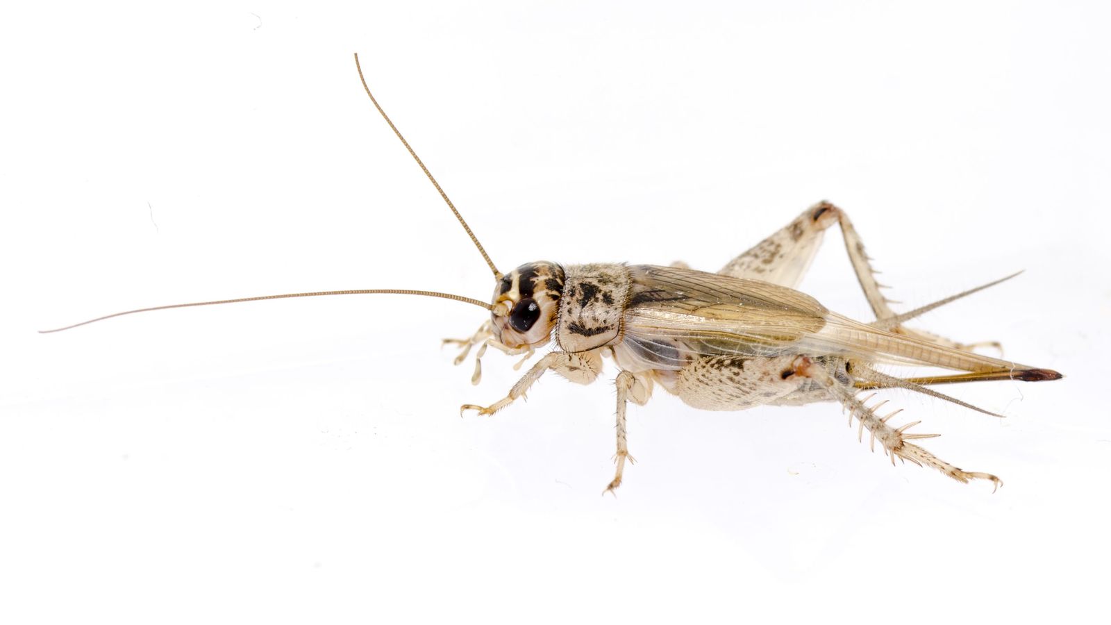 Grill domèstic ('Acheta domesticus')