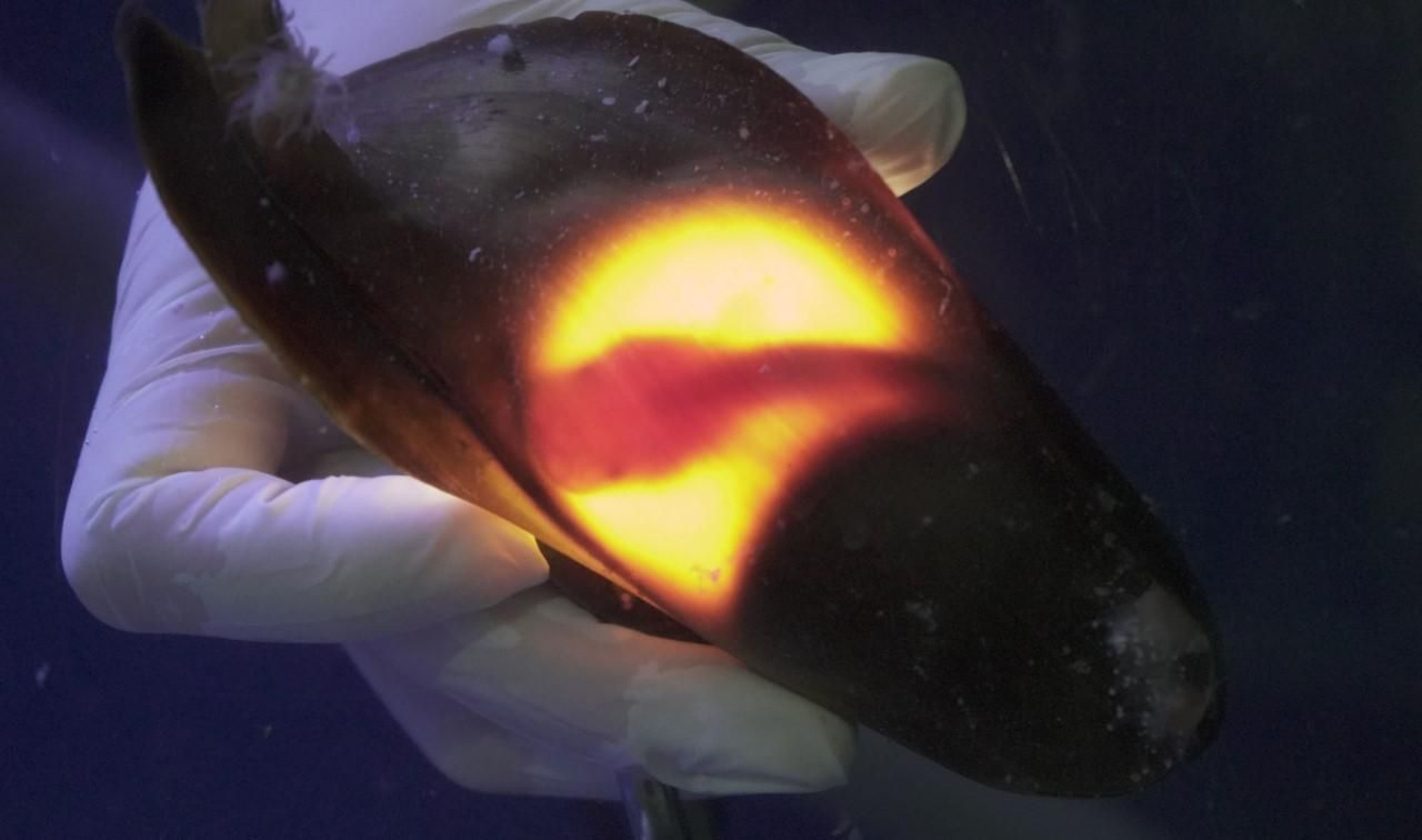 Un dels embrions de tauró nodrissa