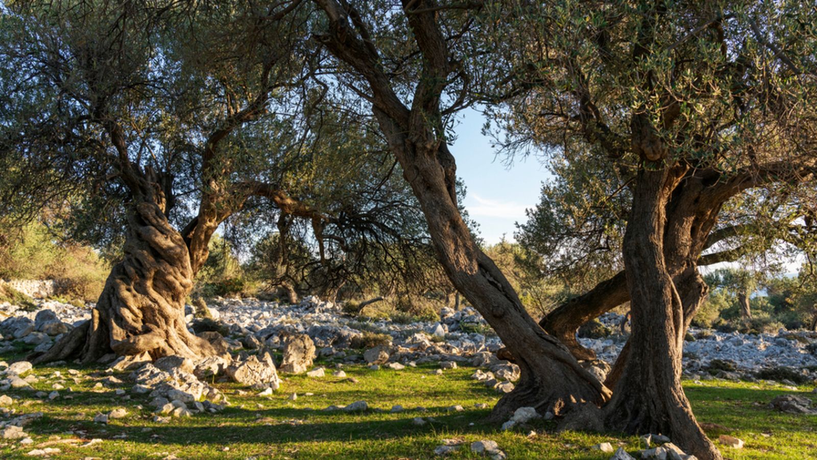 14.11.2023 | "El fil d'Irene" i l'olivera com a nexe d'unió davant l'atac constant al poble palestí
