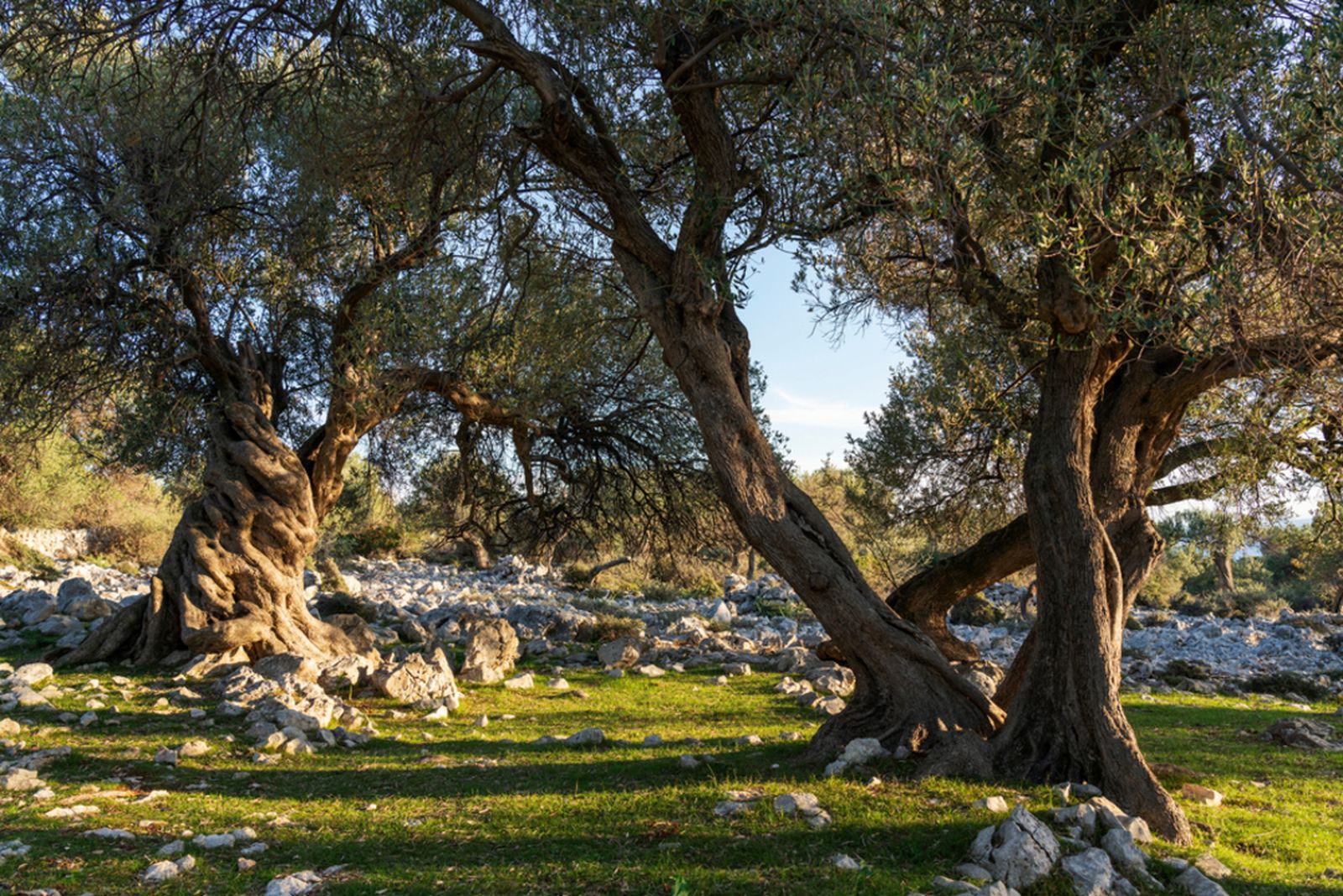 14.11.2023 | "El fil d'Irene" i l'olivera com a nexe d'unió davant l'atac constant al poble palestí
