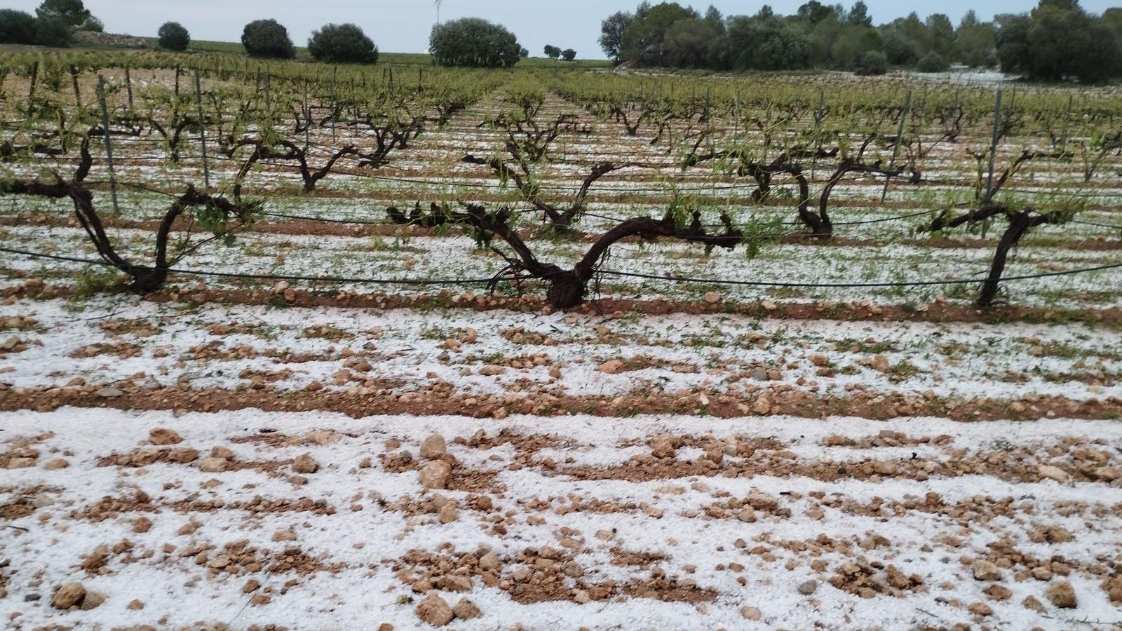 Una de les parcel·les de raïm a la plana d'Utiel-Requena que va quedar coberta pel granís després de la tempesta de dilluns
