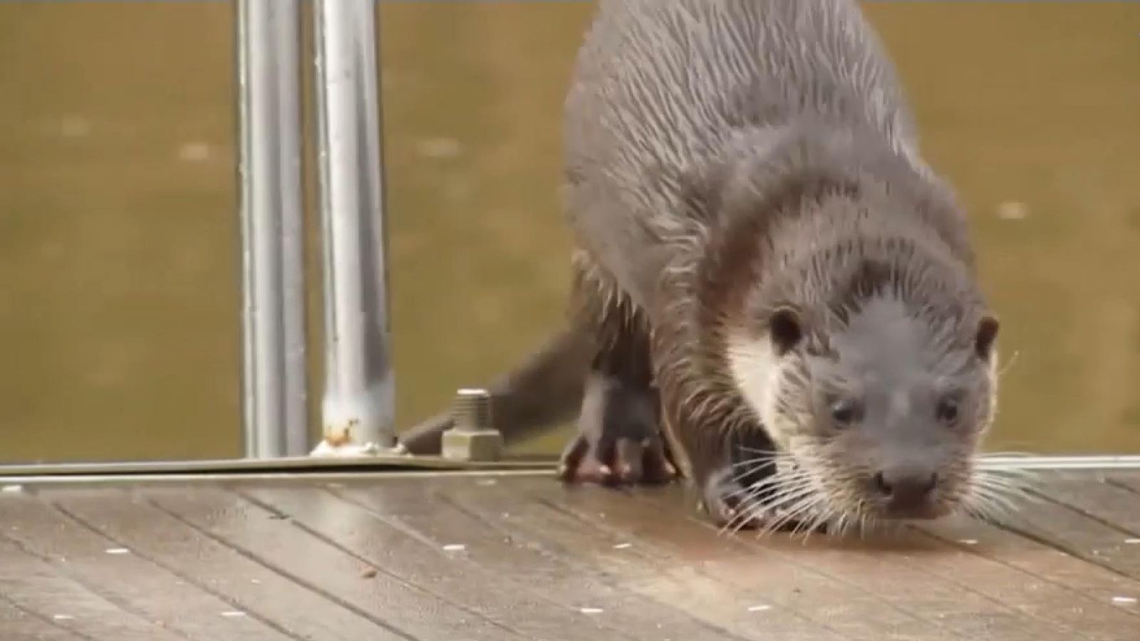 Les llúdries tornen a la Comunitat Valenciana