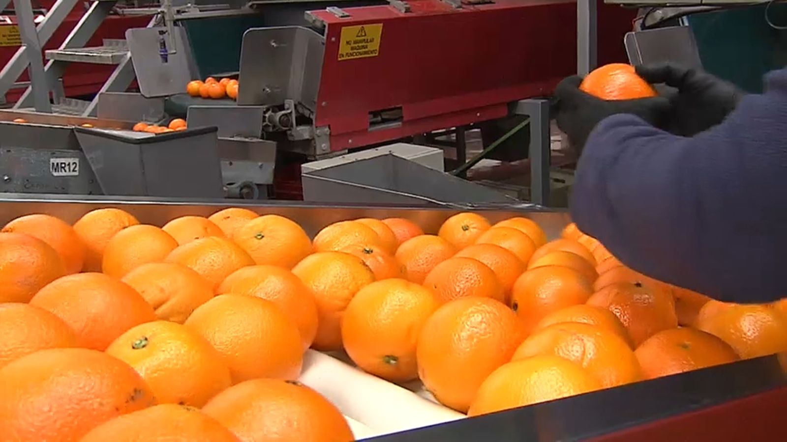 VÍDEO | El drac groc, una amenaça a la curta per a la citricultura valenciana