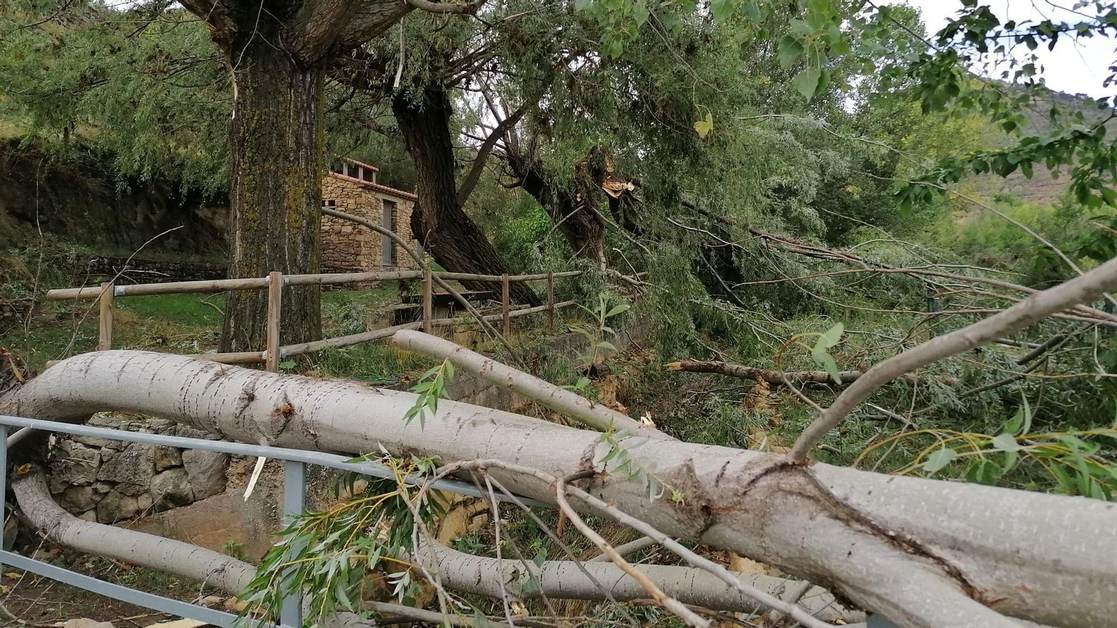 Algunes de les branques que va trencar el vent que va assotar el terme d'Alpont aquest dimarts
