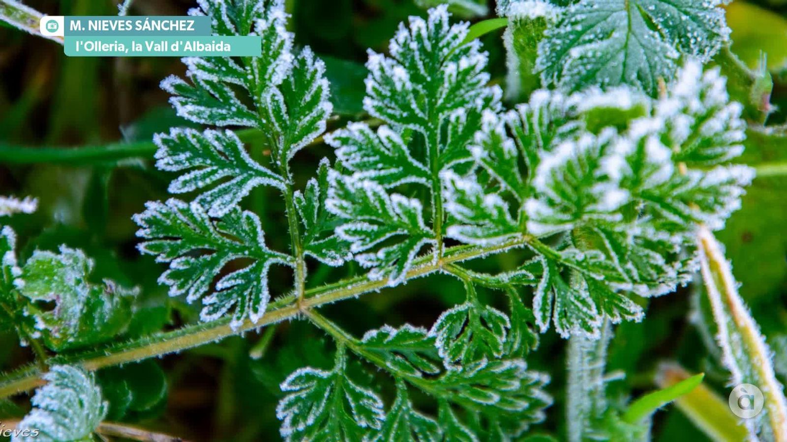 captura 2025 11 27 MATI ANTO F OLIVA WM